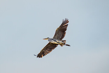 grey heron in flight