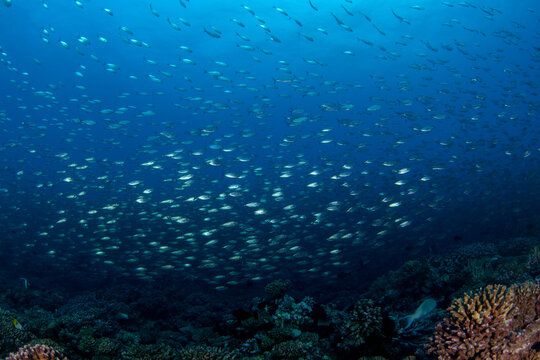 The shoal of selar crumenophthalmus is swimming above the seabed. A bigeye scad is swimming near the Fakarava atoll. A huge shoal of scad fish in the Pacific Ocean.