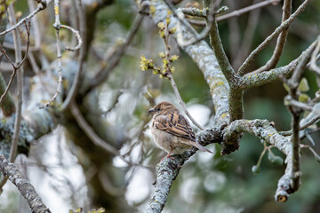 House Sparrow Female (Passer domesticus) common in urban and rural habitats across Europe and Asia