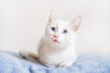 Little White Kitten With Blue Eyes