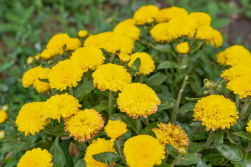 Beautiful wildflowers