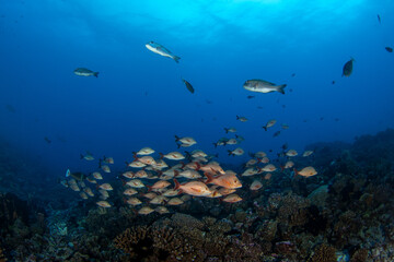 Fototapeta premium The shoal of lutjanus gibbus is swimming above the seabed. A paddletail snapper is swimming near the Fakarava atoll. A shoal of snappers fish in the Pacific Ocean.