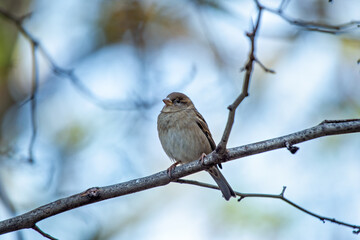 House Sparrow Female (Passer domesticus) common in urban and rural habitats across Europe and Asia