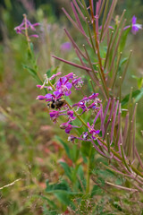 Beautiful wildflowers