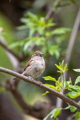 House Sparrow Female (Passer domesticus) common in urban and rural habitats across Europe and Asia