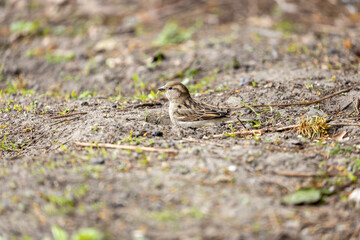 House Sparrow Female (Passer domesticus) common in urban and rural habitats across Europe and Asia