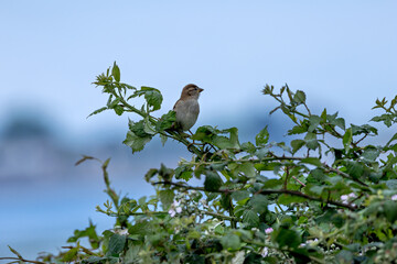House Sparrow Female (Passer domesticus) common in urban and rural habitats across Europe and Asia