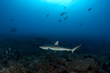 A grey reef shark is patrolling the Fakarava atoll. A Carcharhinus amblyrhynchos in the Pacific Ocean.  A paradise on an exotic island.