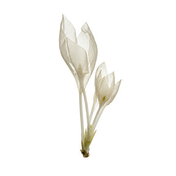 Delicate translucent Ghost Pipe plant (Monotropa uniflora) with waxy white stems and bell-shaped flowers, isolated on a transparent background, macro detailed botanical study concept
