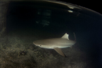 A blacktip reef shark is patrolling the Fakarava atoll. A carcharhinus melanopterus in the Pacific...