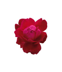 Beautiful red rose blossom isolated