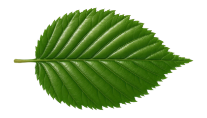 European hornbeam leaf with double serrated edges and smooth surface