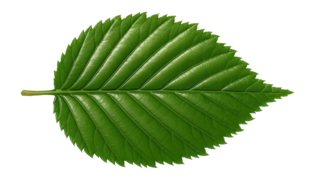 European hornbeam leaf with double serrated edges and smooth surface