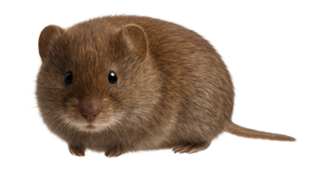 Meadow vole with small ears, short tail, and soft brown fur