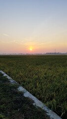 sunset in the rice fields