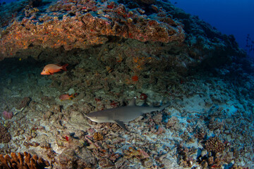 A whitetip reef shark is swimming near the Fakarava atoll.  The full cost of the whitetip sharks. A small species of shark relaxing on the seabed.