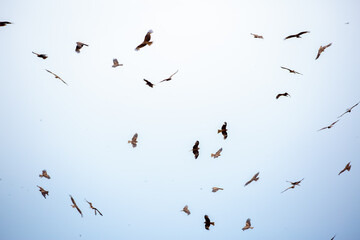 Eagle in flight on a white background. Golden eagle in free flight.