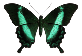 Emerald swallowtail butterfly in adult stage with metallic green and black wing patterns