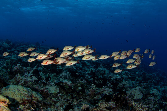The shoal of lutjanus gibbus is swimming above the seabed. A paddletail snapper is swimming near the Fakarava atoll. A shoal of snappers fish in the Pacific Ocean.