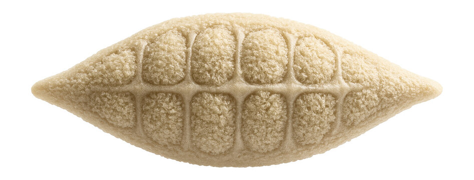 Microsporum canis spore showing spindle-shaped microconidia with rough exterior