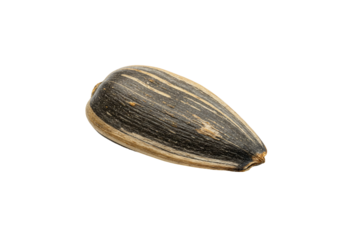 Close up of single sunflower seed isolated on transparent background