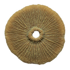 Pristine Elkhorn coral plate, brownish-yellow to greenish-brown, complex porous texture, isolated on seamless transparent, ultra-realistic UHD, top-down, razor-sharp, scientific study