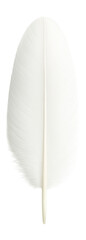 Ivory gull feather with pure white plumage and slender shaft