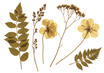 Pressed flowers and leaves on transparent background botanical illustration
