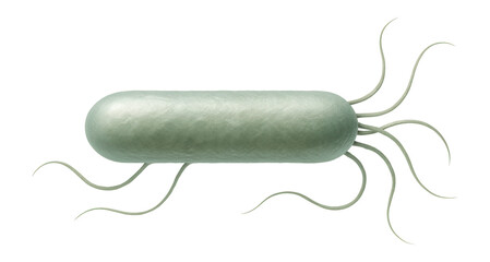 Methanogen archaea with rod shape and flagella-like appendages