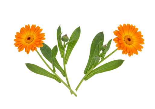 Two orange flowers on black background botanical illustration nature studio photography macro closeup vibrant color plant floral copy space elegant natural graphic design element vector illustration