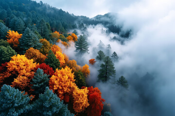 Fototapeta premium A foggy forest filled with lots of colorful trees in the middle of a forest
