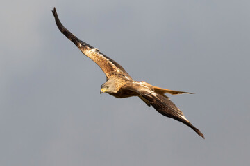 The red kite is a bird of prey in the family Accipitridae, which also includes many other diurnal raptors
