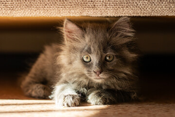An Adorable Gray Kitten is Hiding in the Shadows Swiftly