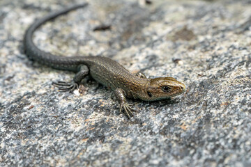 Close-up of the viviparous lizard (Zootoca vivipara) basking on a rock, a widespread European reptile adapted to cool climates and forest habitats