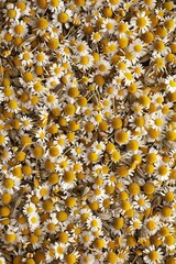 Chamomile flower texture background, dry Matricaria chamomilla flowers pattern, blooming white head