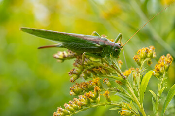 Close-up of a great green bush cricket (Tettigonia viridissima), a large Orthoptera insect, perched on a yellow wildflower in natural habitat
