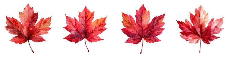 Vibrant Watercolor Maple Leaves Collection: Autumn Red and Orange Hues PNG set Transparent backround