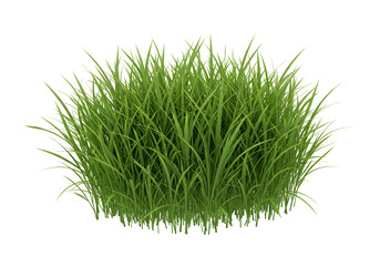 Lush green grass clump isolated on transparent background nature photography environmental design element