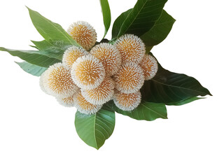 Blooming yellow flowers with green leaf