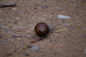 Helix pomatia also Roman snail, Burgundy snail, edible snail or escargot, is a species of large, edible, air-breathing land snail,