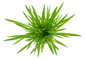 Vibrant green grass plant overhead view isolated on transparent background