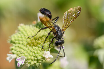 wasp on a leaf