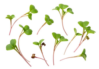 Radish sprouts microgreens vibrant green plants with red stems on transparent background