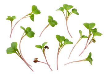 Radish sprouts microgreens vibrant green plants with red stems on transparent background