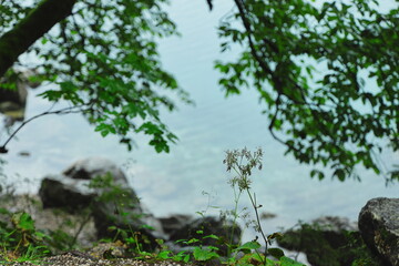 Close-up of wild plant on lakeshore with soft blurred water background. Minimal natural scene.