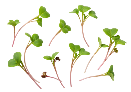 Radish sprouts microgreens vibrant green plants with red stems on transparent background