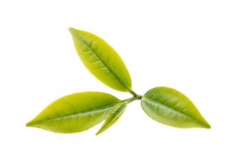 Vibrant green tea leaves close up studio shot high contrast transparent background natural organic healthy plant food beverage design element