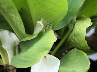 4月に咲いた水芭蕉（ミズバショウ）の花