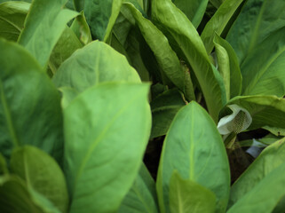 4月に咲いた水芭蕉（ミズバショウ）の花