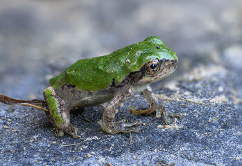 frog on the ground